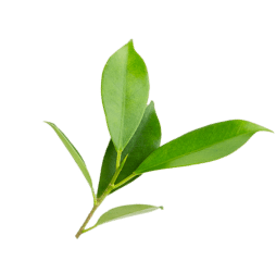 leaf 2
