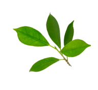 leaf 1