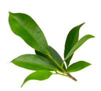 leaf 3
