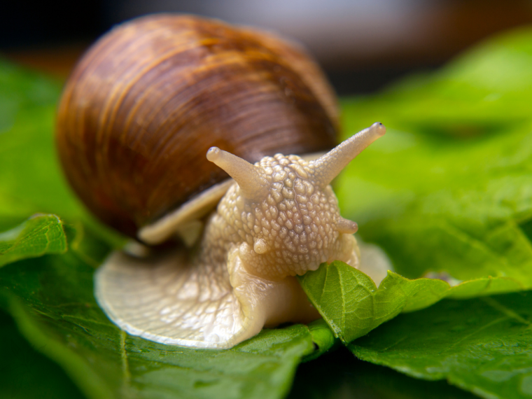 Baba de Caracol: Reparación intensiva y alisado para la piel